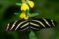 027 Zebra-Falter - Heliconius charitonius